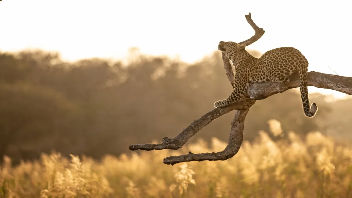Kapama Private Game Reserve - Honeymoons in Nelspruit (Mbombela)