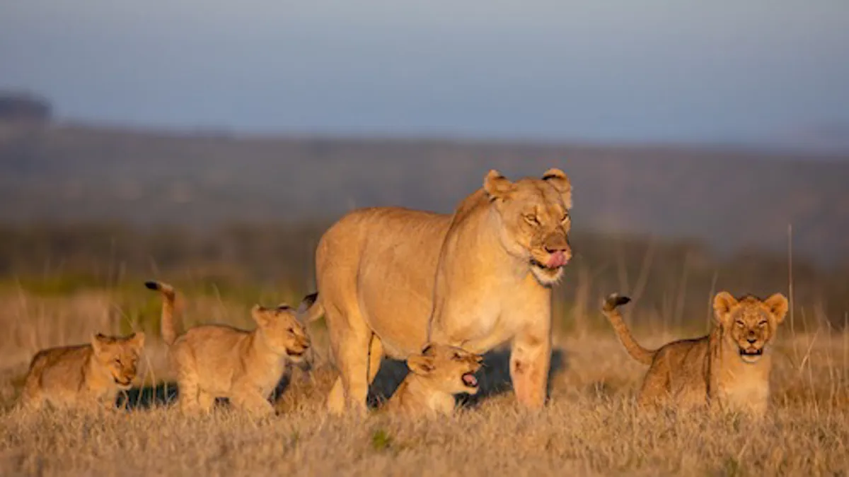 Kariega Game Reserve - Honeymoons in Port Elizabeth (Gqeberha)