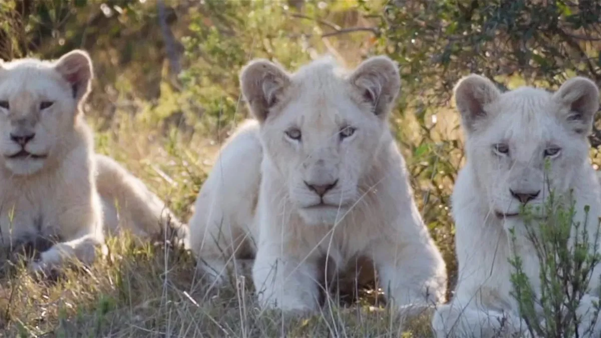 Pumba Private Game Reserve - Honeymoons in Port Elizabeth (Gqeberha)