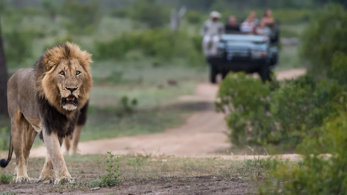 Sabi Sabi Private Game Reserve - Honeymoons in Nelspruit (Mbombela)