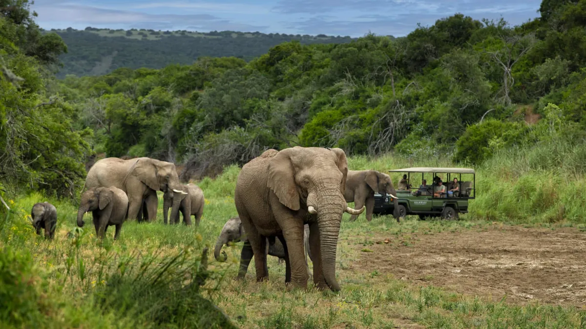 Shamwari Private Game Reserve - Honeymoons in Port Elizabeth (Gqeberha)