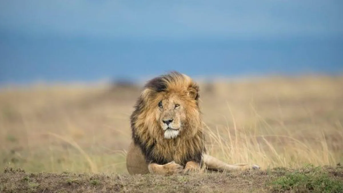 Wild Wings Safaris - Honeymoons in Johannesburg